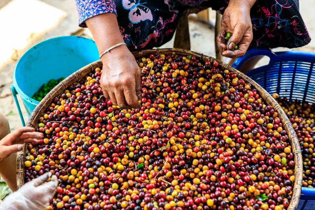 Meilleur-Café-Arabica-Guide-Pour-Choisir-La-Qualité-Idéale Ti Cafew