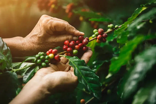 Les-Secrets-du-Café-en-Grains-Tout-ce-que-Vous-Devez-Savoir