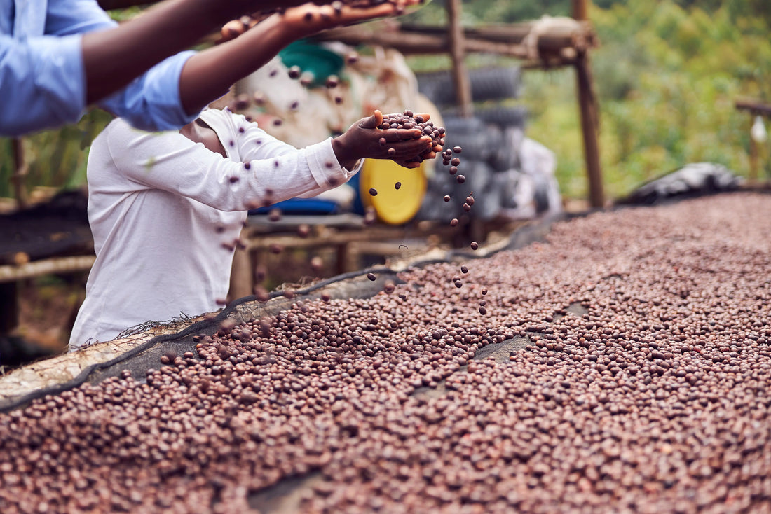 Qu-est-ce-qui-distingue-les-cafés-africains-des-autres Ti Cafew