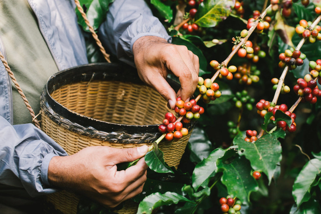 Pourquoi-le-café-bio-est-essentiel-pour-la-planète Ti Cafew