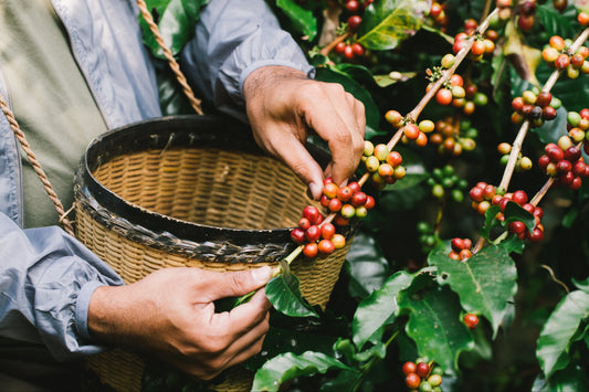 Pourquoi-le-café-bio-est-essentiel-pour-la-planète Ti Cafew