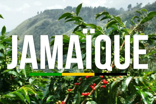Café-Jamaïque-Blue-Mountain-un-trésor-pour-les-amateurs-de-café